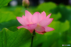 やすらぎの時・華