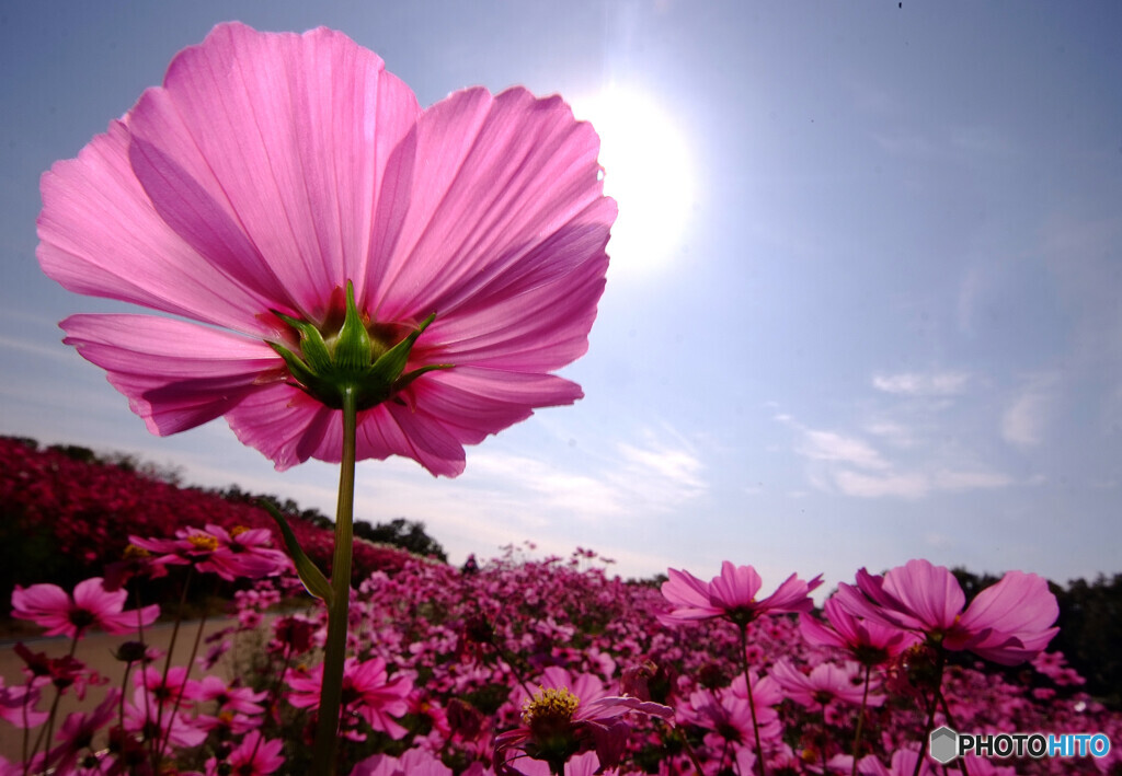 本日は晴天なり✾秋桜