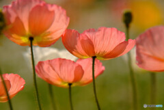 All of you✿ありがとう