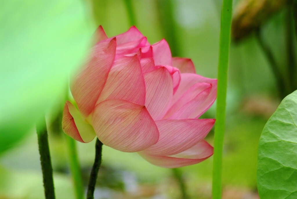弥涼暮月の時✿蓮