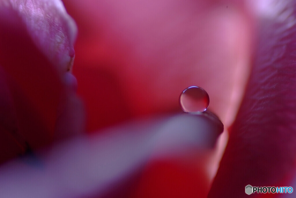 梅見月の夢✿心