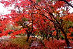 辜月の雨☂紅葉の宴
