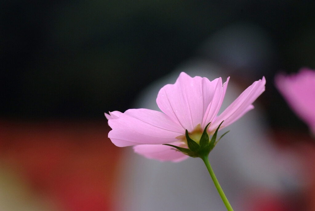 時の旅人✿神無月の恋