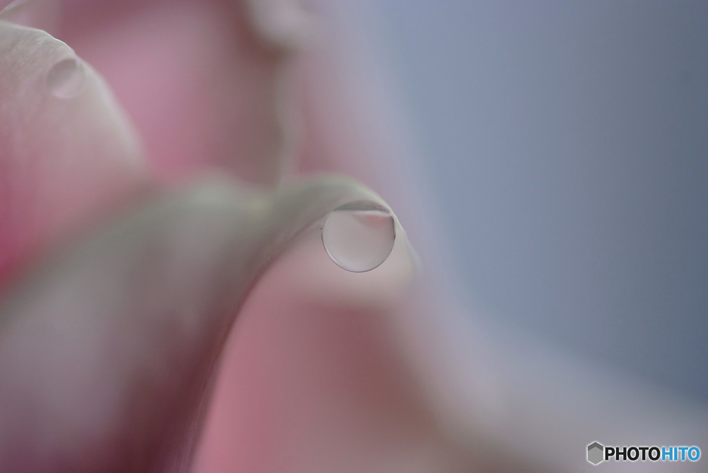 桜月の涙