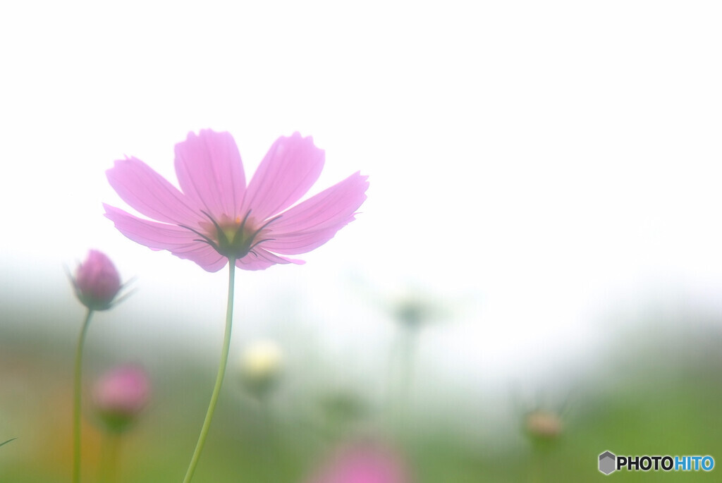 Natural Beauty✾こすもす