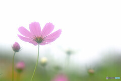 Natural Beauty✾こすもす