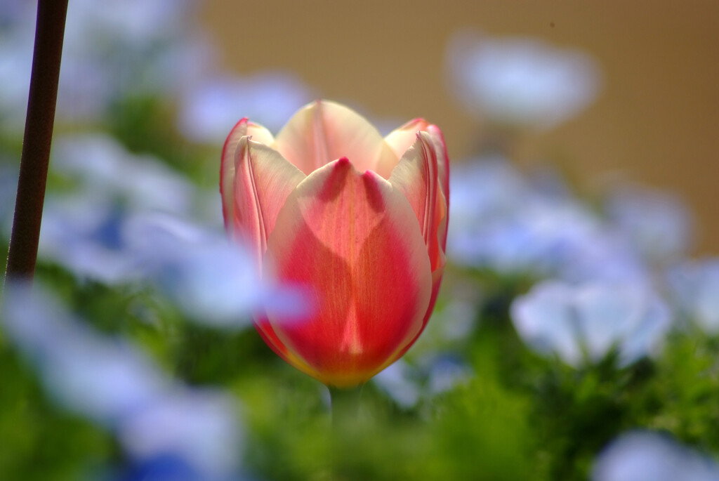 想いでは美しく✿TULIP