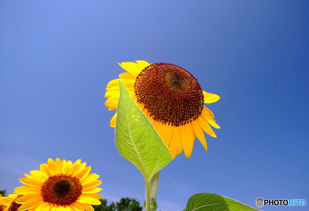 本日も猛暑なり・夏