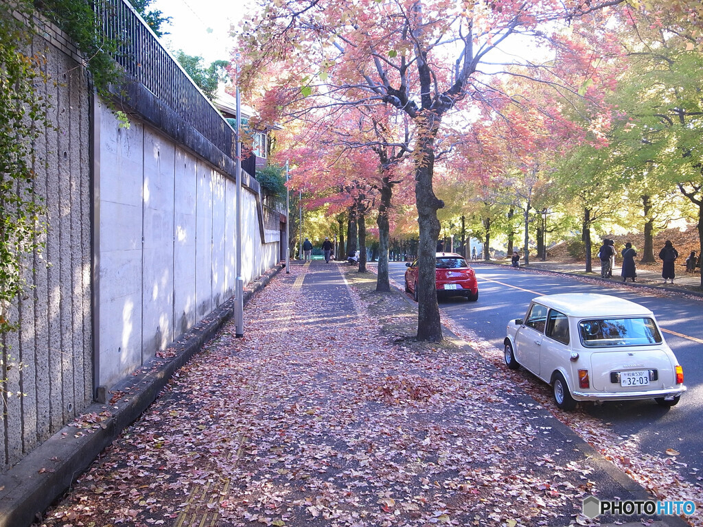 紅葉散歩Ⅸ❁三色彩道2023