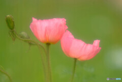 二人ならきっと✿希望