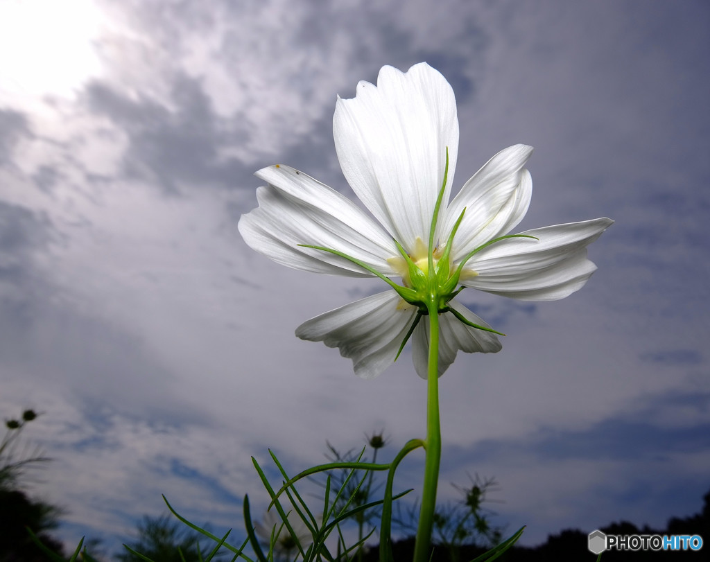 秋空スケッチ（３）