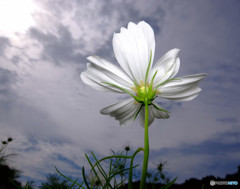 秋空スケッチ（３）