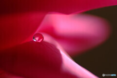 恋する惑星✿やすらぎの時