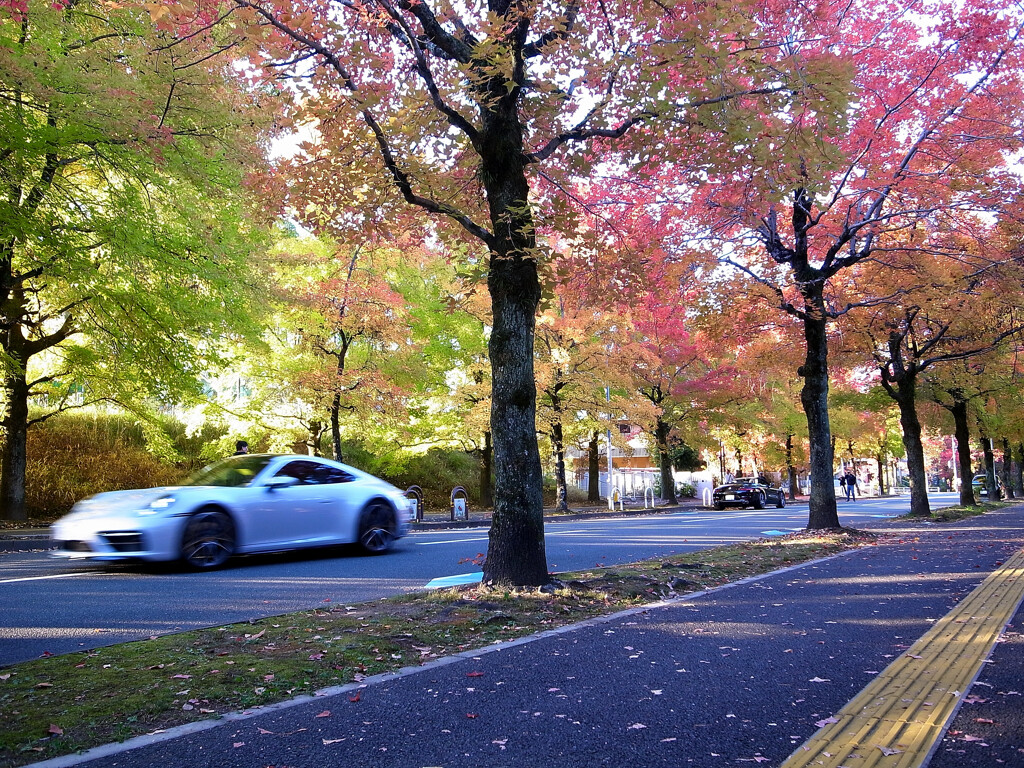 紅葉散歩❸❁三色彩道2025