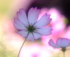 夢の途中・こすもす