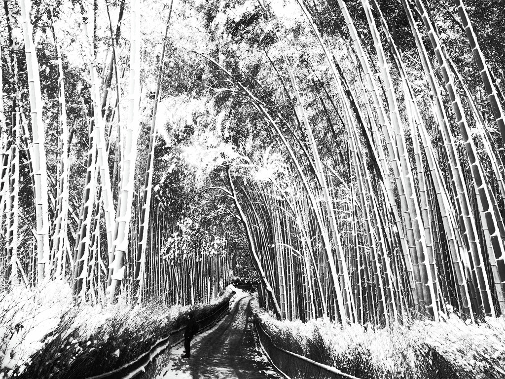 京都慕情・嵯峨野