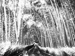 京都慕情・嵯峨野