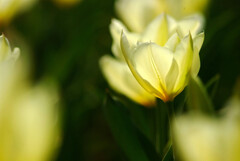 春風の誘惑✿TULIP