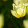 春風の誘惑✿TULIP