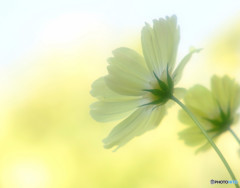 時間をとまれ・2015