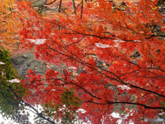 水面の紅葉