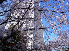 想い出は美しく✿阪大桜