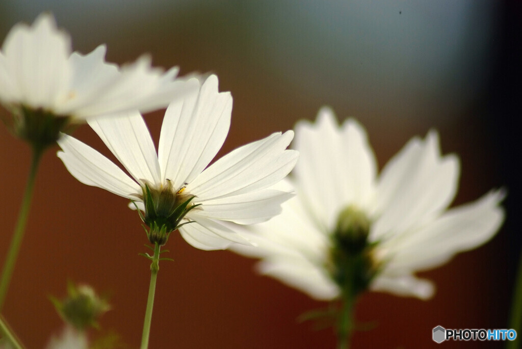 ここに咲く✿Cosmos