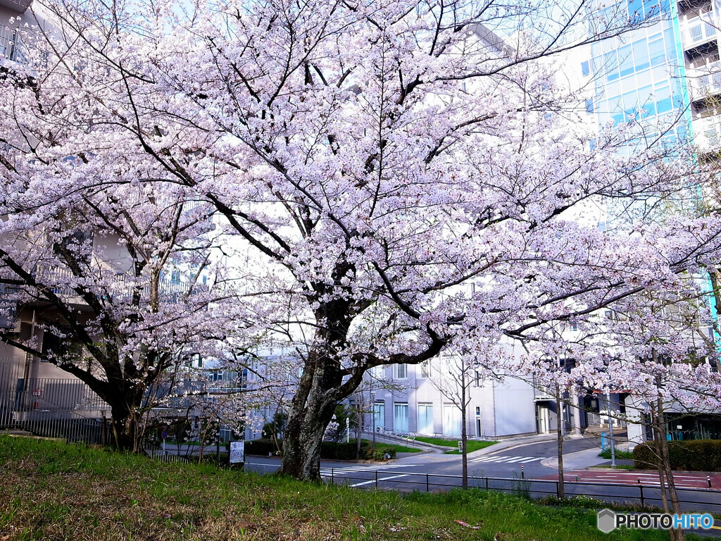 春うらら✿阪大桜2024