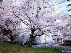 春うらら✿阪大桜2024