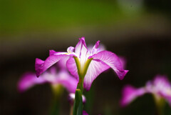 熱視線✿涼暮月の朝
