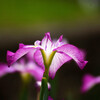 熱視線✿涼暮月の朝