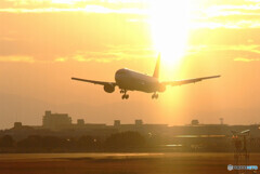 Morning Shower✈JA614A