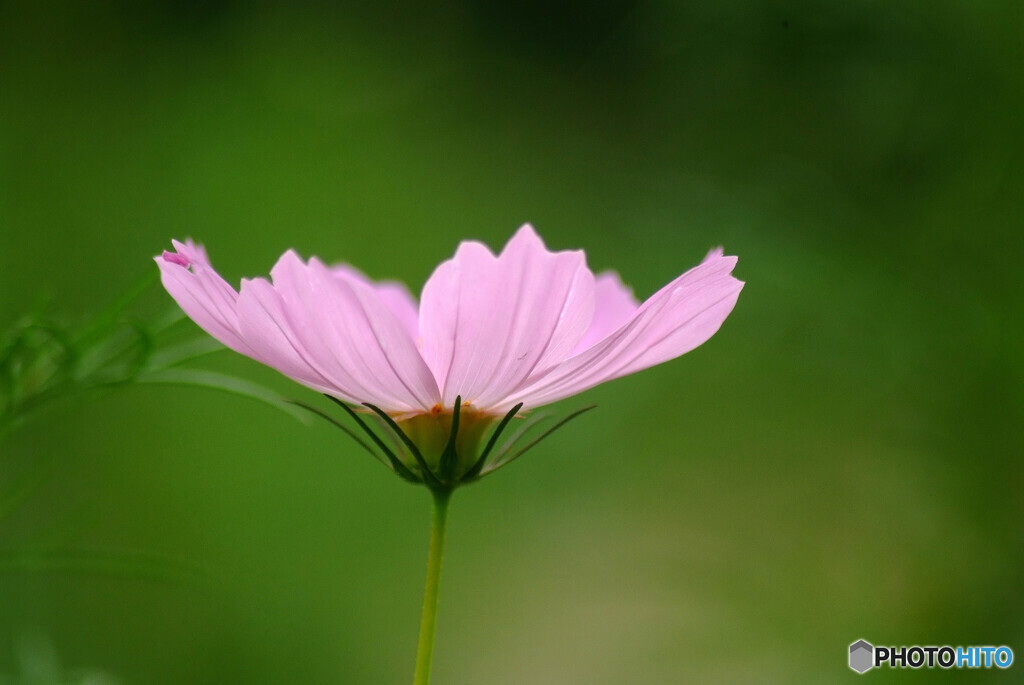 秋を感じて❁神無月の華