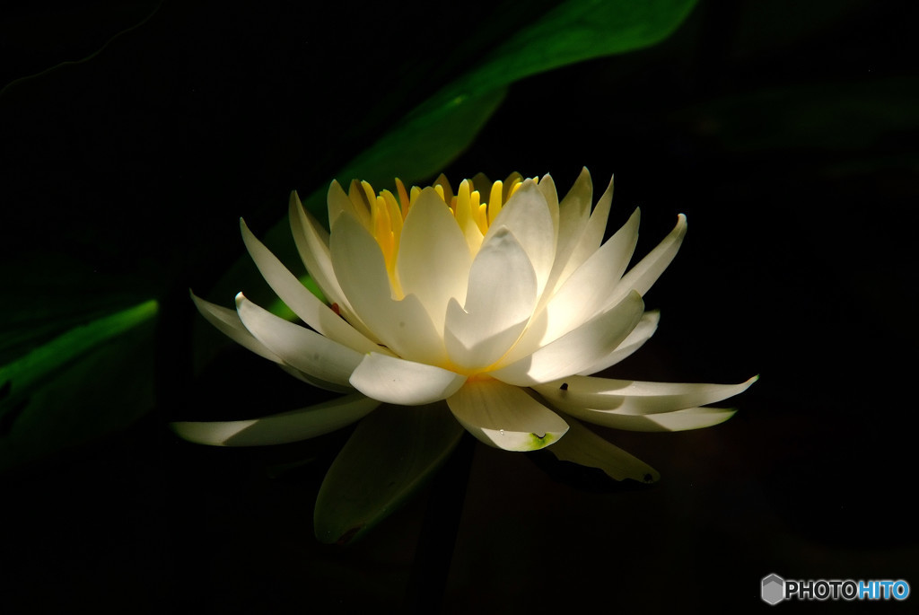 常夏月の灯・睡