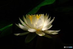 常夏月の灯・睡
