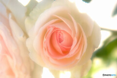 素敵な週末・香り