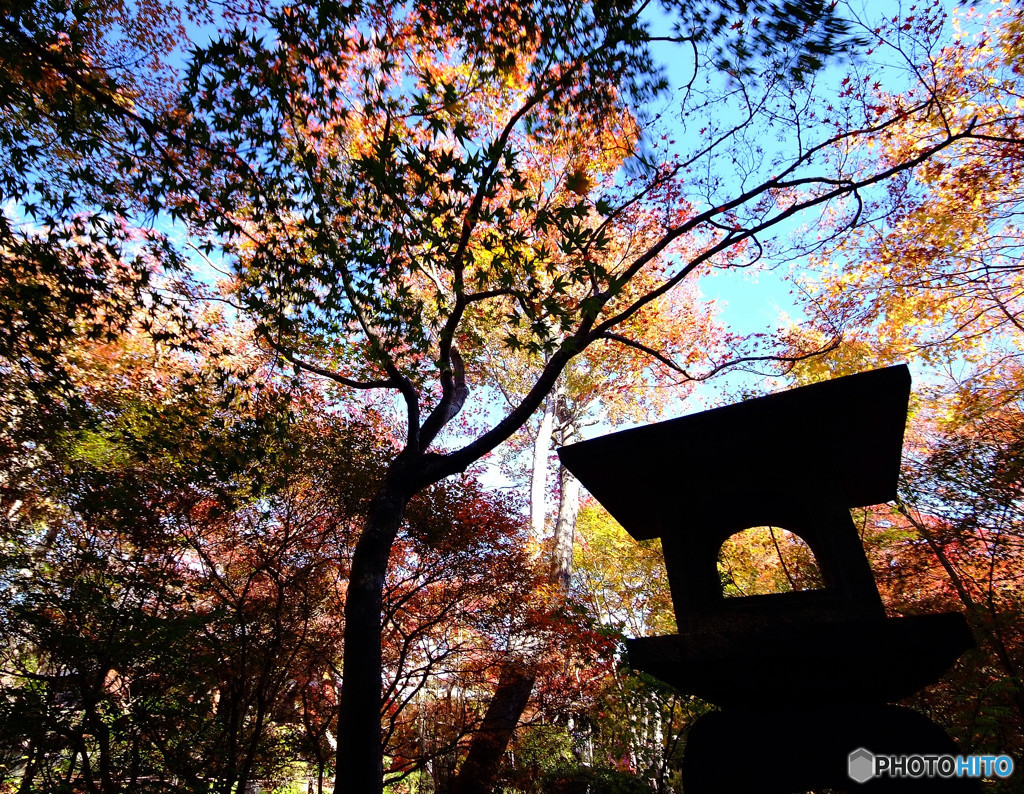 京物語・紅葉
