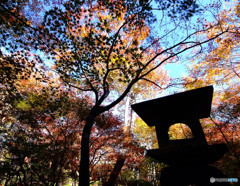 京物語・紅葉