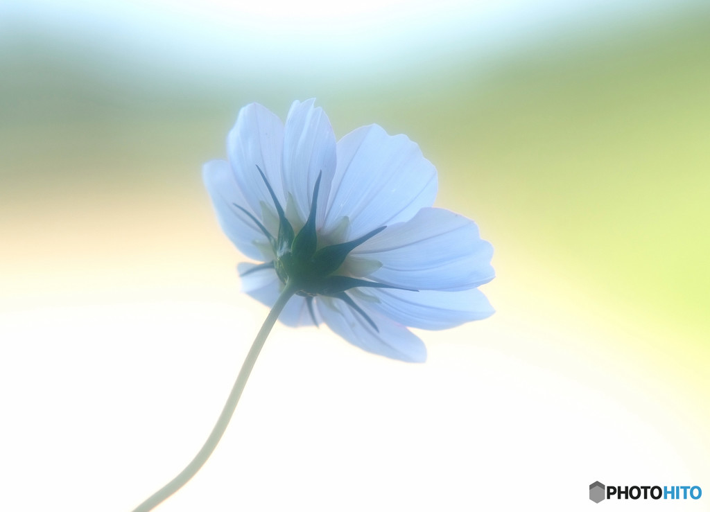 想い華・コスモス