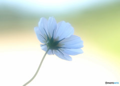 想い華・コスモス