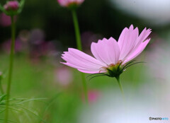 For you✿夢COSMOS