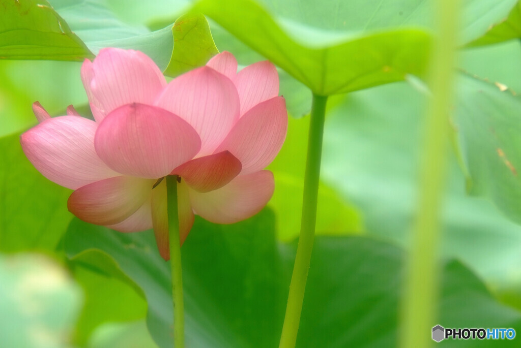 ひとり咲き・美