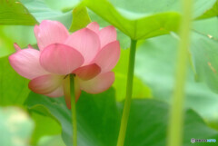 ひとり咲き・美