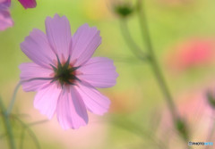 奇跡を望むなら...華