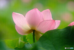 心癒されて・華