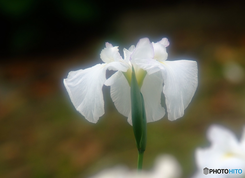 夢のまた夢・華