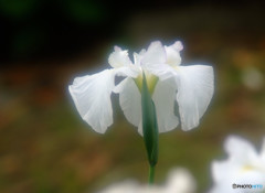 夢のまた夢・華