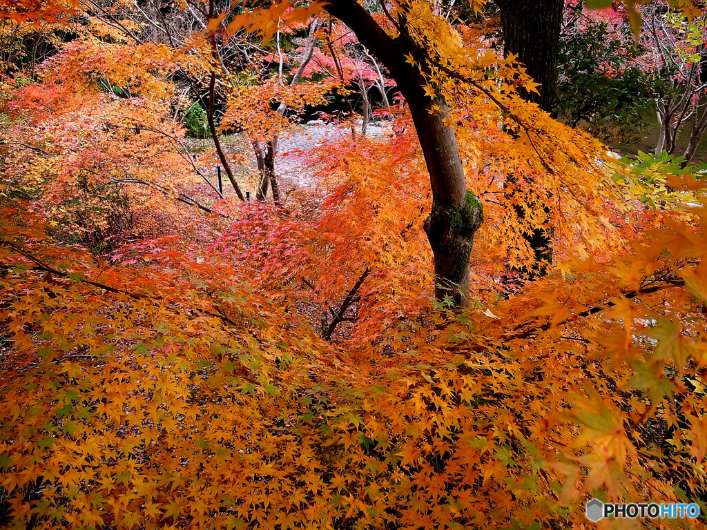 紅葉の宴✿神楽月の朝