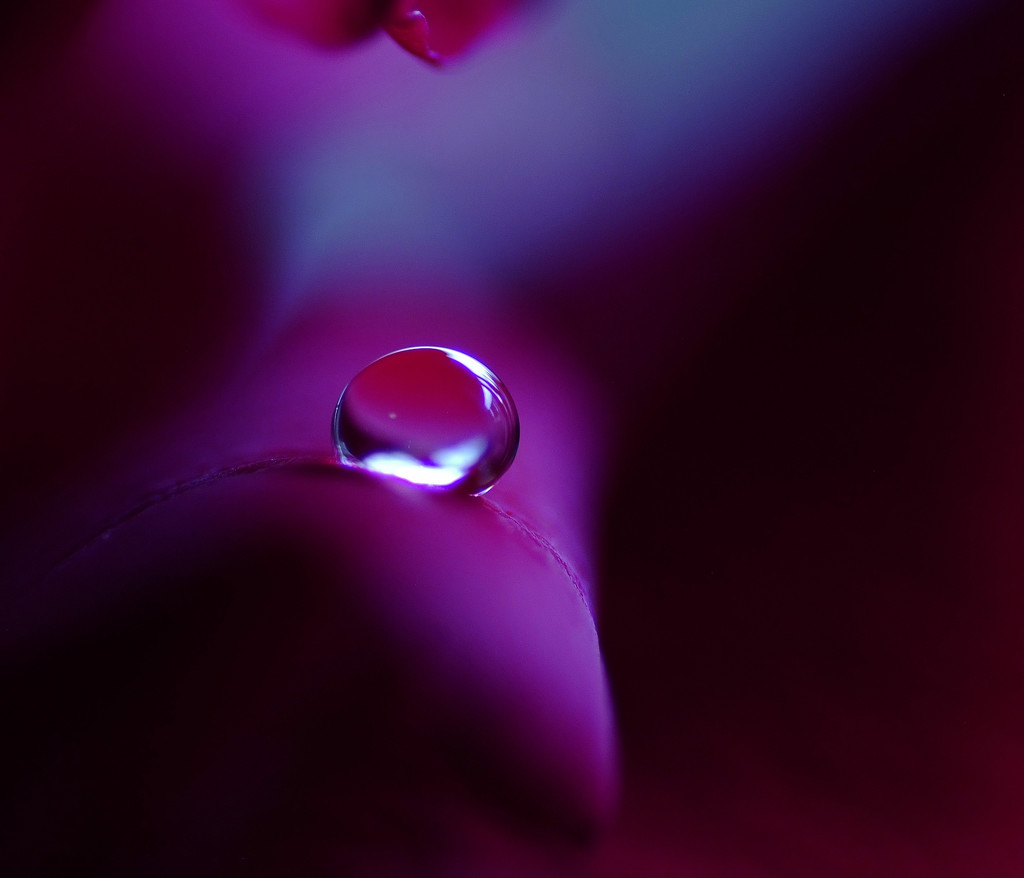 真夏の世の夢・雫