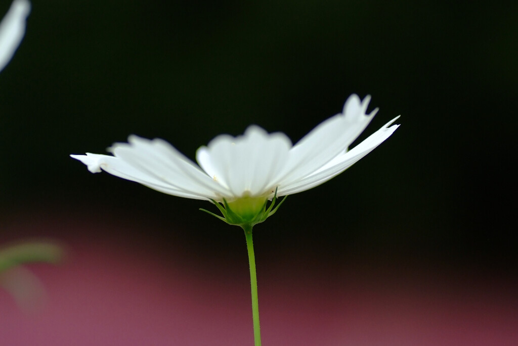 永遠の華✿秋桜の想い